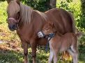 elevage_poneys--.jpg